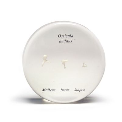 Auditory Ossicles Anatomy Model