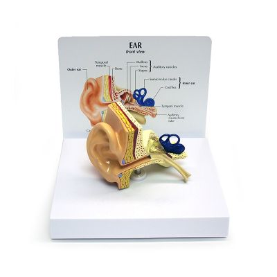 Life-size ear model