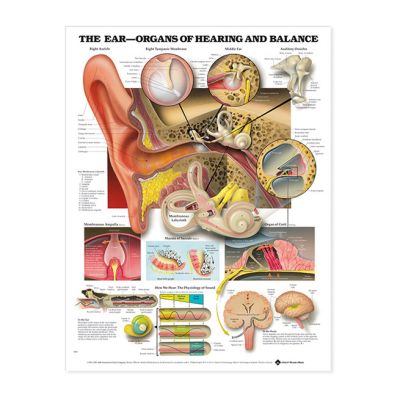 The Ear - Organs of Hearing and Balance Laminated Anatomical Chart